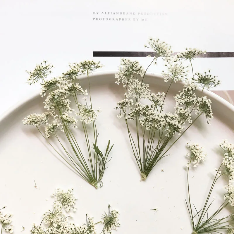 5-7cm/12pcs, 지점이있는 눈 작은 꽃, 말린  - Craft Embellishment 리뷰 및 가격